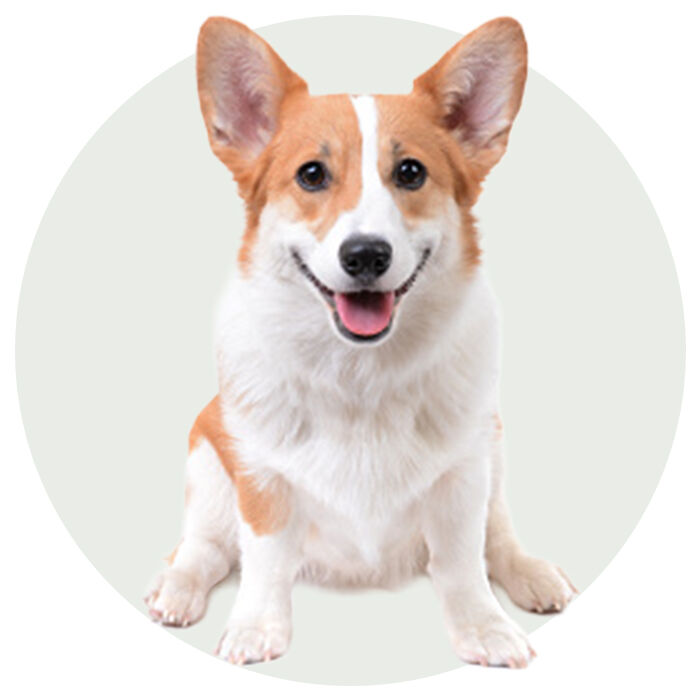 categorie hond welkoop